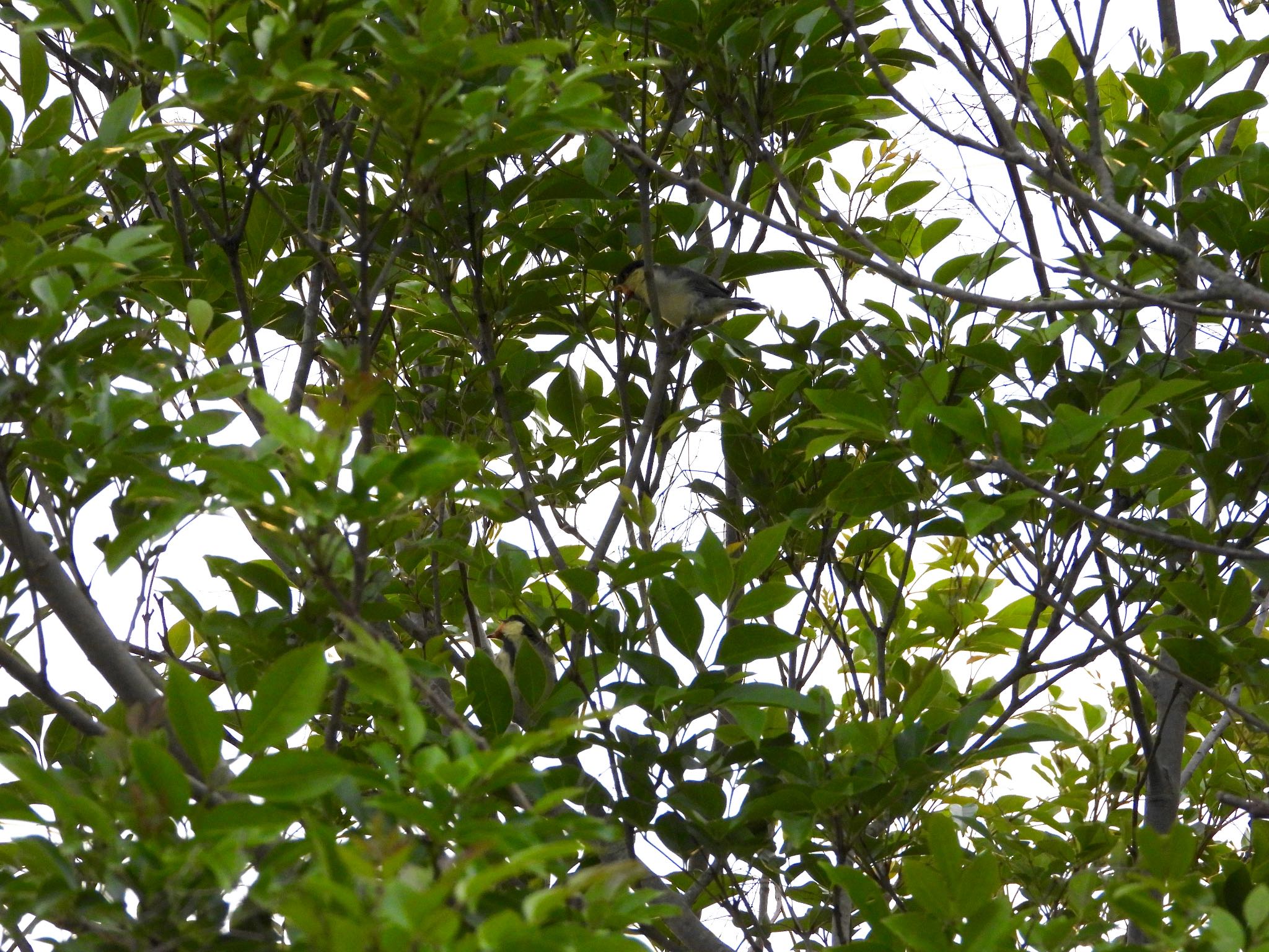 Photo of Japanese Tit at つくばみらい市 by Mugi