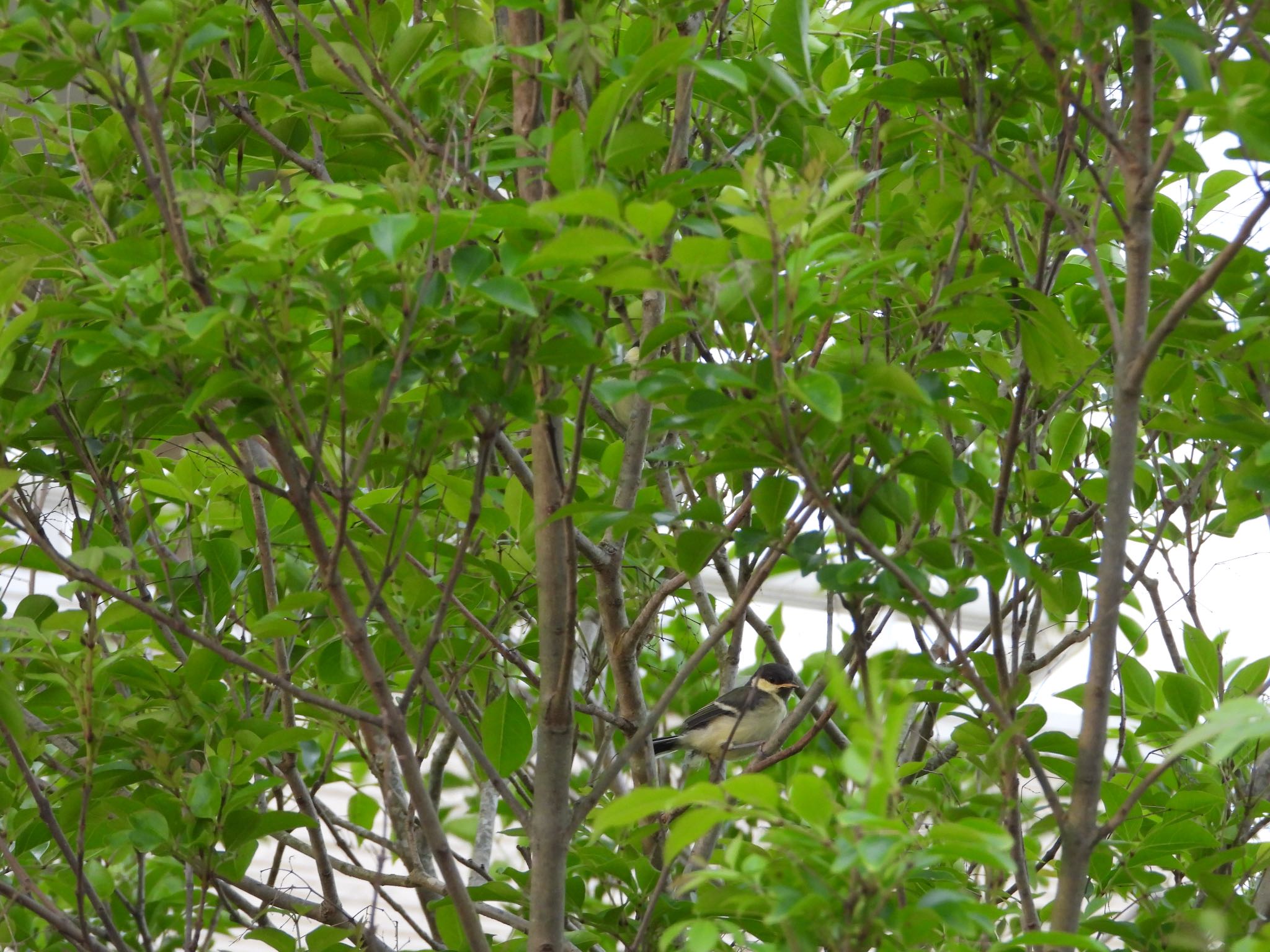 Photo of Japanese Tit at つくばみらい市 by Mugi