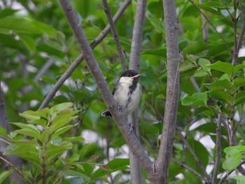 Japanese Tit つくばみらい市 Sun, 5/10/2020