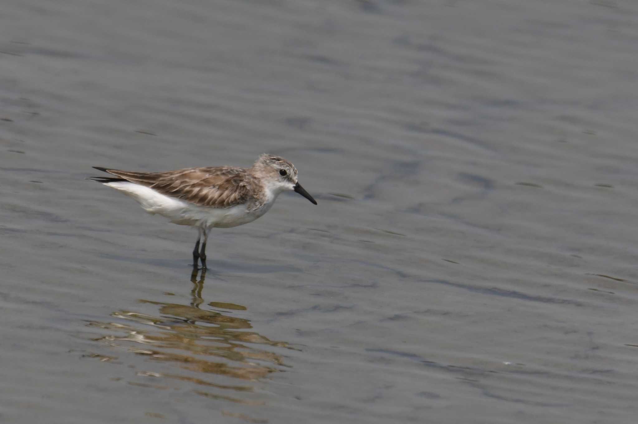 Red-necked Stint