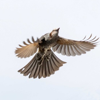 Brown-eared Bulbul 京都市西京区 Tue, 5/12/2020