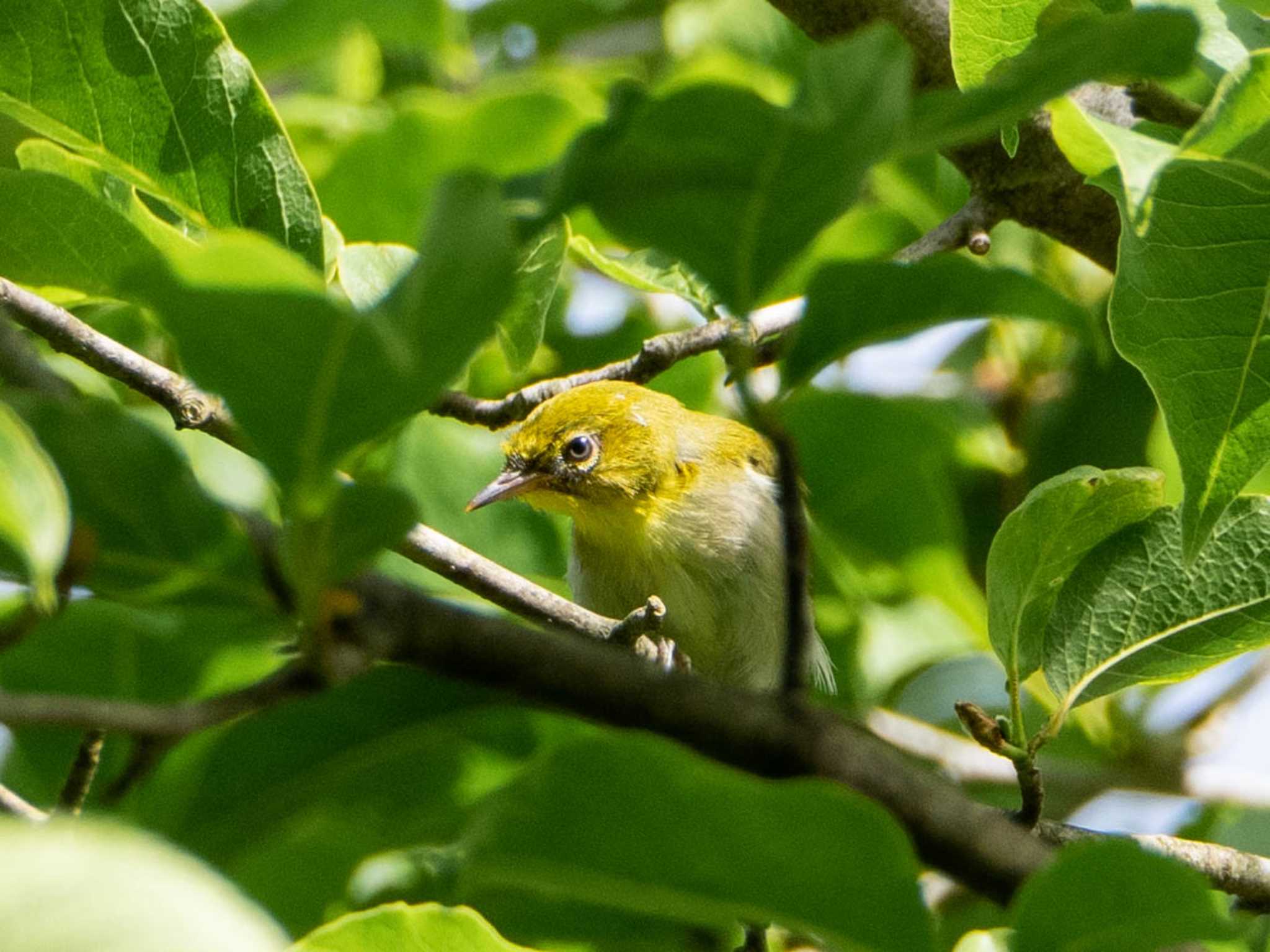 舞岡公園 メジロの写真 by Tosh@Bird