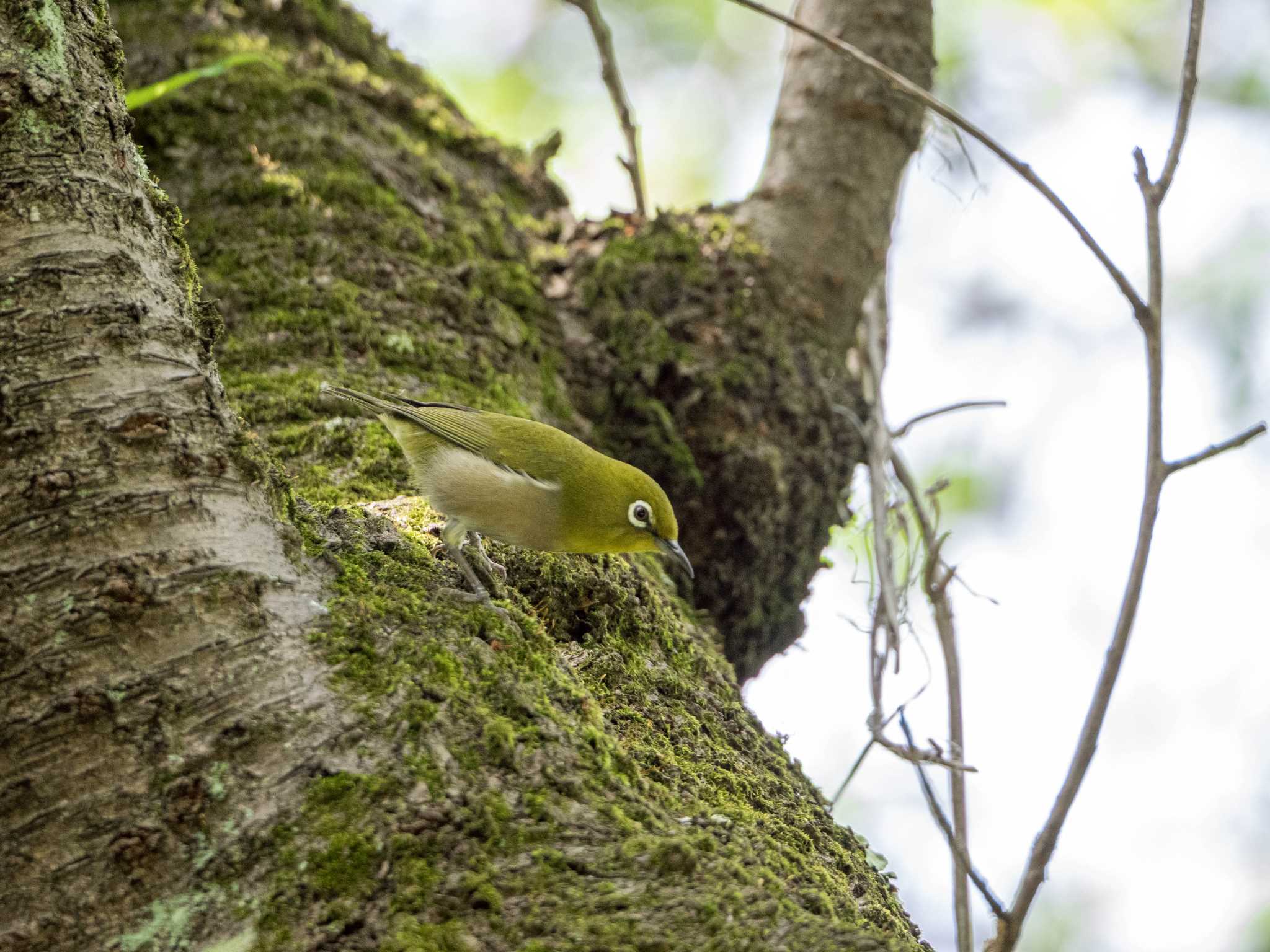 舞岡公園 メジロの写真 by Tosh@Bird