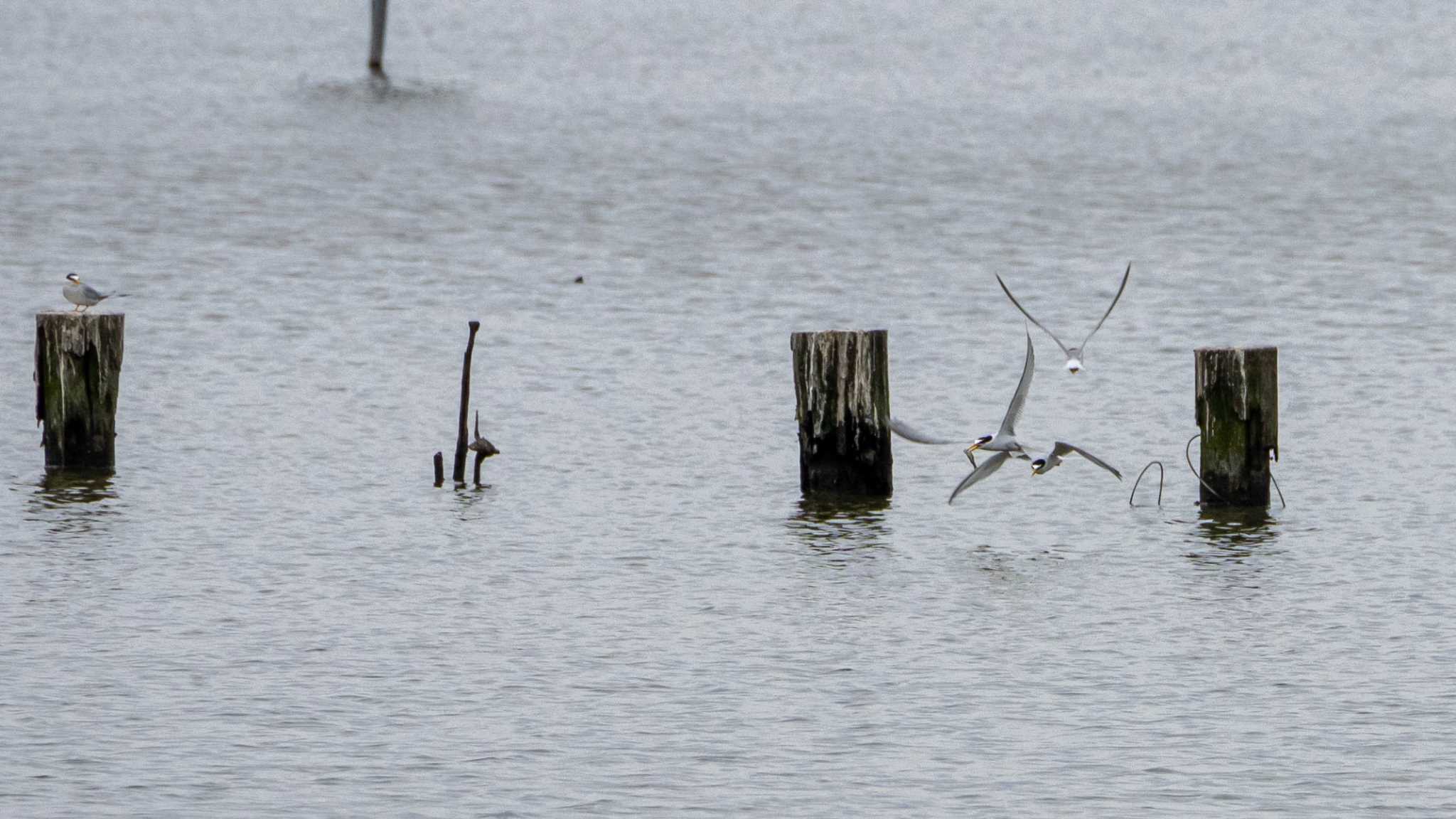 伊佐沼 コアジサシの写真 by Tosh@Bird