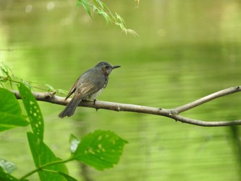 ヒヨドリ 貝柄山公園 撮影日未設定