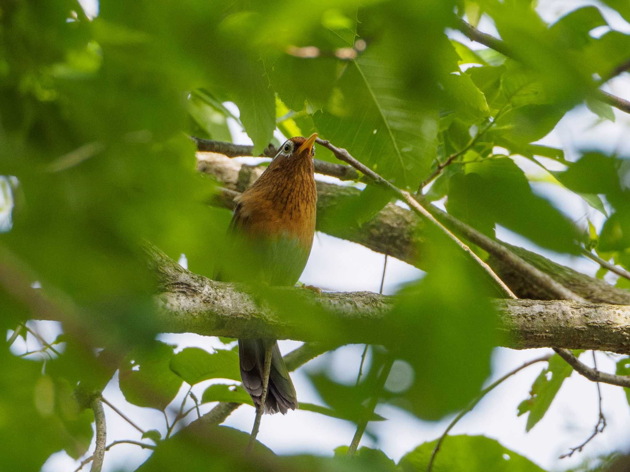 舞岡公園 ガビチョウの写真 by Tosh@Bird