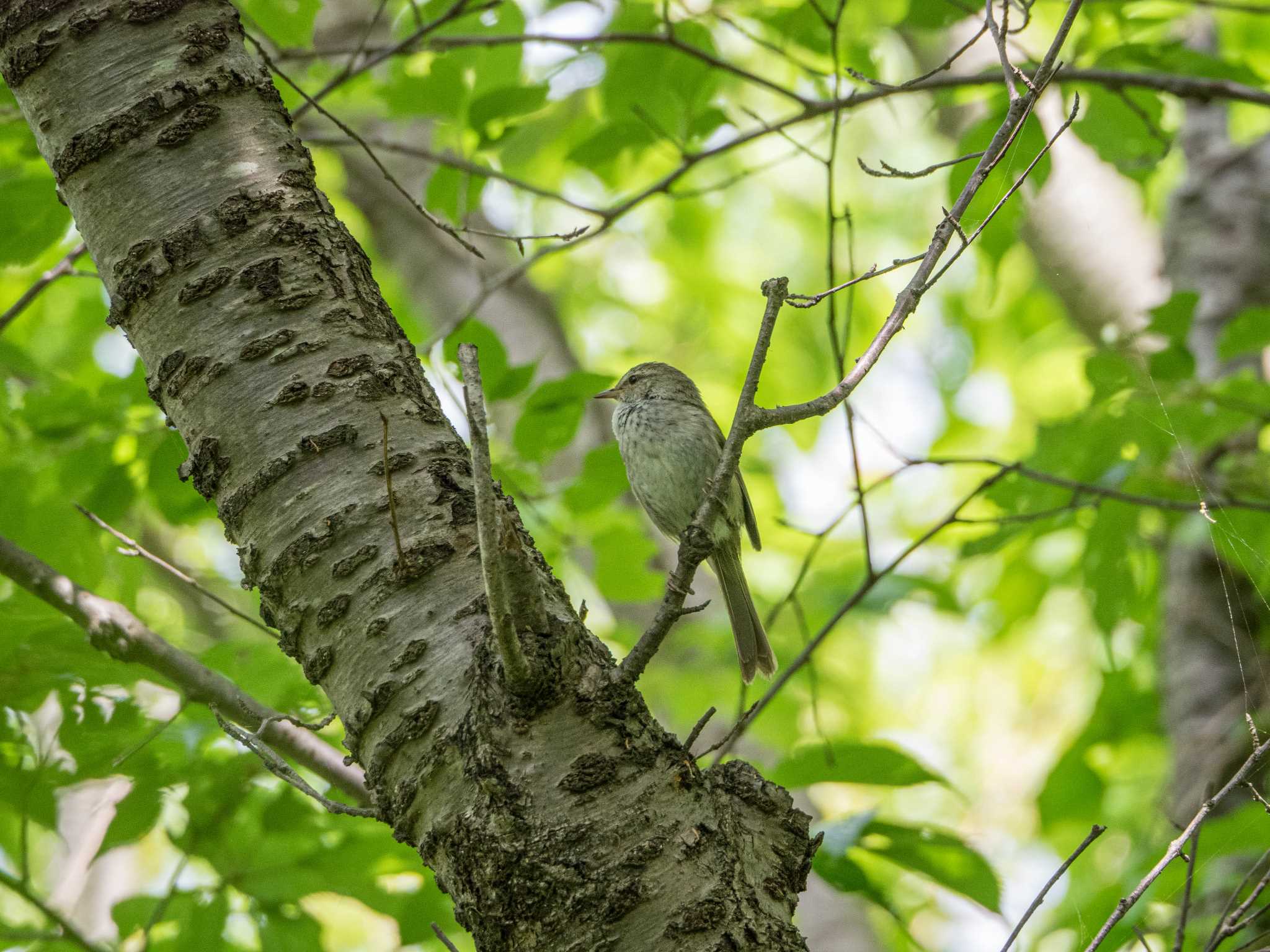 舞岡公園 ウグイスの写真 by Tosh@Bird