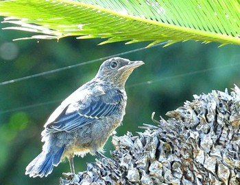 2020年5月13日(水) 恩納村の野鳥観察記録