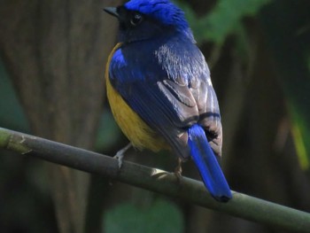 Rufous-bellied Niltava