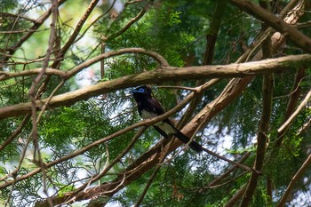 サンコウチョウ 場所が不明 2020年5月13日(水)