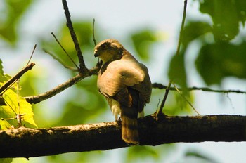 Japanese Sparrowhawk 近所の公園 Sun, 4/26/2020