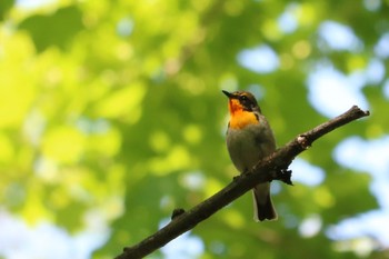 Narcissus Flycatcher 太白山 Wed, 5/13/2020