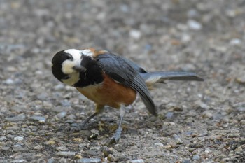 Varied Tit 三木総合防災公園 Wed, 5/13/2020