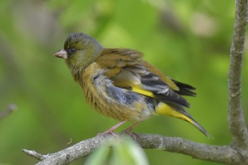 Grey-capped Greenfinch 三木総合防災公園 Mon, 5/4/2020