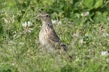 Eurasian Skylark 三木総合防災公園 Mon, 5/4/2020