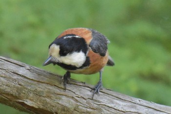 Varied Tit 三木総合防災公園 Mon, 5/4/2020