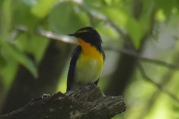 Narcissus Flycatcher 三木総合防災公園 Mon, 5/4/2020