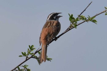 Meadow Bunting 三木総合防災公園 Mon, 5/4/2020