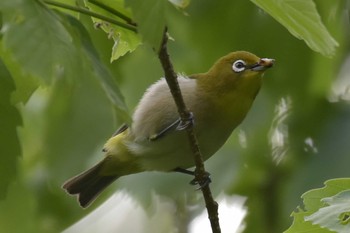 Warbling White-eye 三木総合防災公園 Mon, 5/4/2020