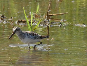 Broad-billed Sandpiper Yoron Island Wed, 5/13/2020