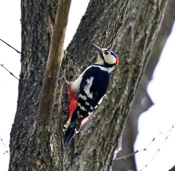 Great Spotted Woodpecker(japonicus) 長流川 Wed, 5/13/2020