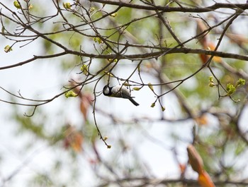 Japanese Tit 長流川 Wed, 5/13/2020