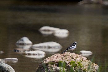 Japanese Wagtail 壮瞥 Sat, 5/9/2020