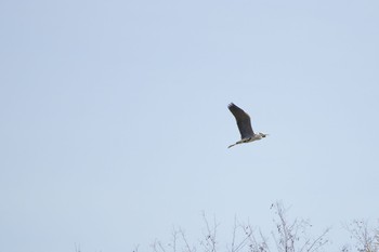 2020年5月8日(金) 長流川の野鳥観察記録