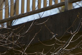 Japanese Tit 長流川 Fri, 5/8/2020