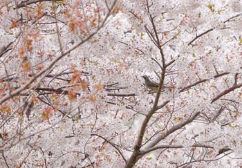 2020年5月9日(土) 長流川の野鳥観察記録