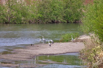 Grey Heron 長流川 Sat, 5/9/2020