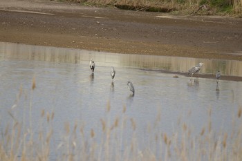 Grey Heron 長流川 Sat, 5/9/2020