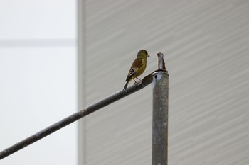 2020年5月3日(日) 伊達市の野鳥観察記録