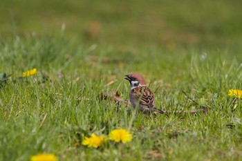 2020年5月8日(金) 伊達市の野鳥観察記録