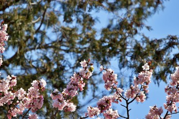 2020年4月28日(火) 伊達市の野鳥観察記録