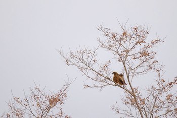 2020年1月22日(水) 伊達市の野鳥観察記録