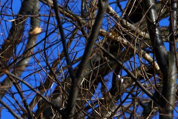 2020年1月11日(土) 伊達市の野鳥観察記録