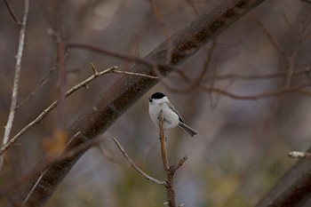 ハシブトガラ 長流川 2020年1月3日(金)