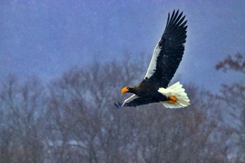 2020年1月5日(日) 長流川の野鳥観察記録