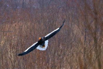 Steller's Sea Eagle 長流川 Sun, 1/5/2020