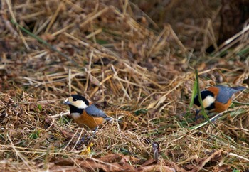 Varied Tit 伊達市 Mon, 1/13/2020