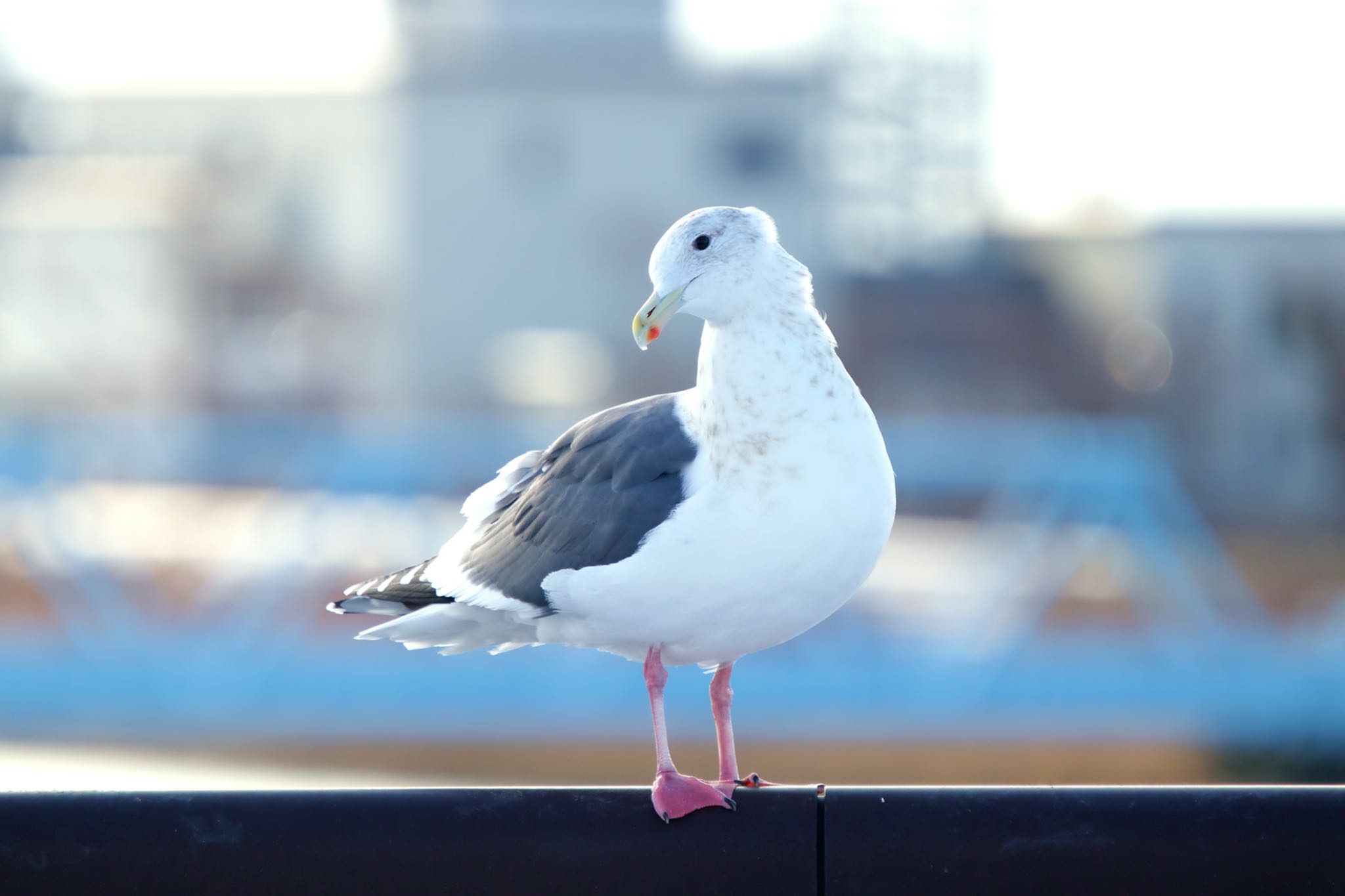 長流川 カモメの写真 by たっきー