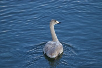 Whooper Swan 長流川 Sat, 1/4/2020