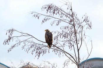 White-tailed Eagle 長流川 Sat, 1/4/2020