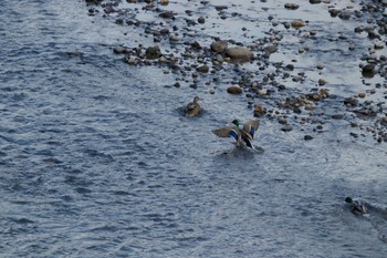 Mallard 長流川 Sat, 1/4/2020