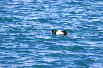 Greater Scaup 長流川 Sat, 1/4/2020