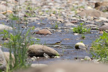 キセキレイ 長流川 2019年7月3日(水)