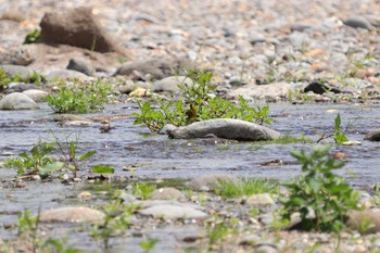 カワラヒワ 長流川 2019年7月3日(水)