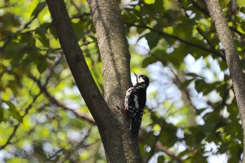 2019年5月17日(金) 伊達市の野鳥観察記録