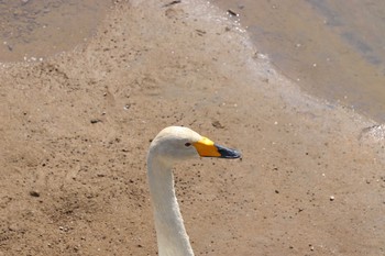 オオハクチョウ 長流川 2019年5月19日(日)